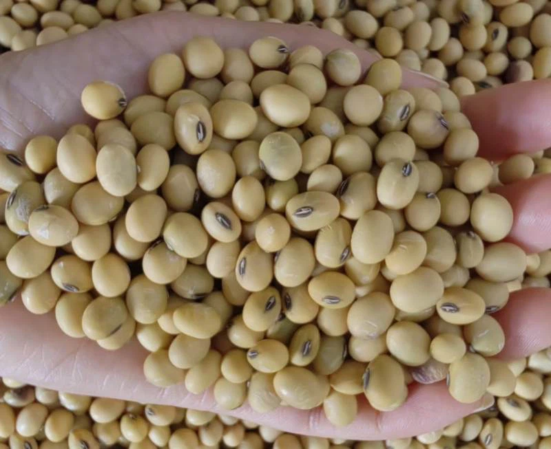 Isoflavone Content In Soy Products Isoflavone Content In Soy Products