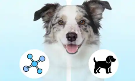 Is Astaxanthin Safe For Dogs Is Astaxanthin Safe For Dogs